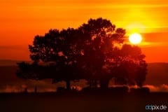 Venustransit an der Babisnauer Pappel