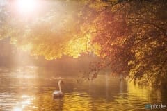 goldener Herbst