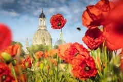 Mohnblumen und die Frauenkirche