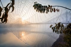 Spinnennetz