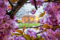 Kirschblüten am Palais