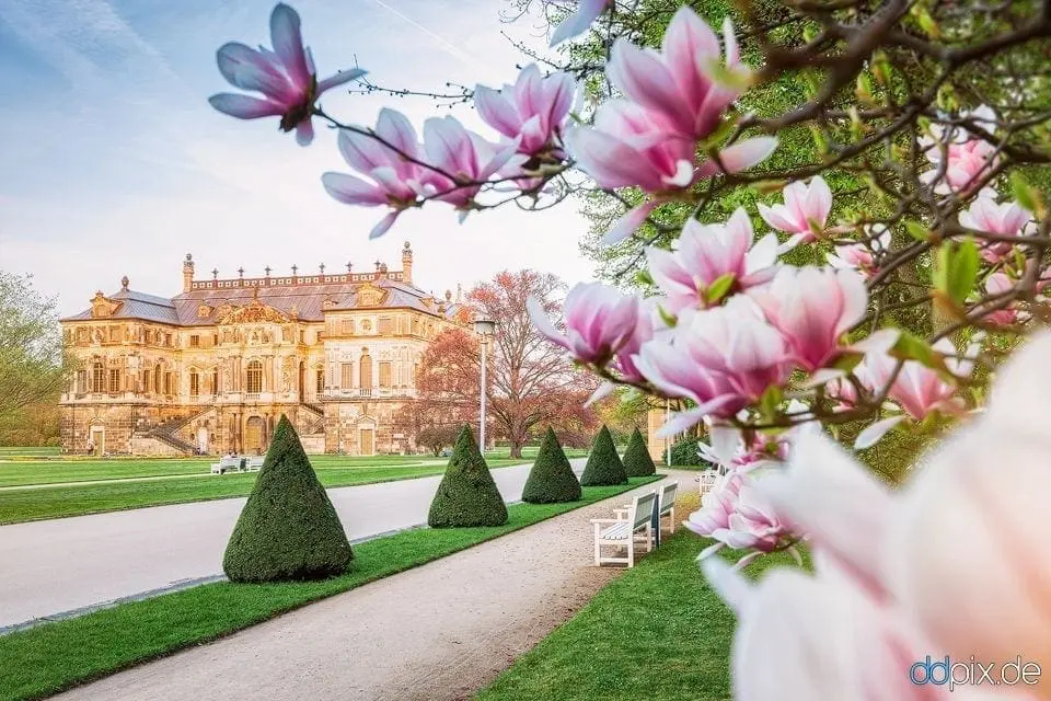 Endlich Frühling in Dresden!