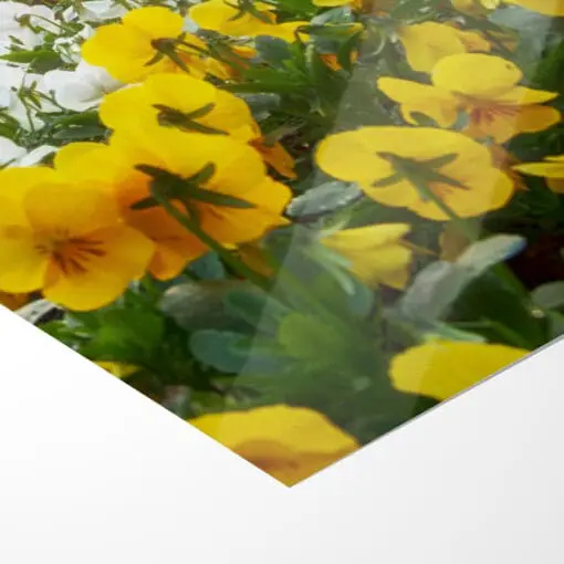 Fotoabzug (00251) Frühling auf dem Theaterplatz – Bild 5