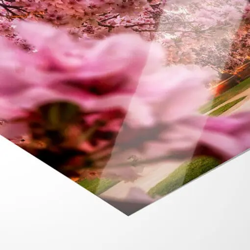 Poster (00252) Kirschblüten mit Hofkirche – Bild 2