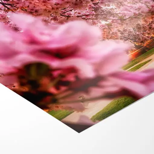 Poster (00252) Kirschblüten mit Hofkirche – Bild 3