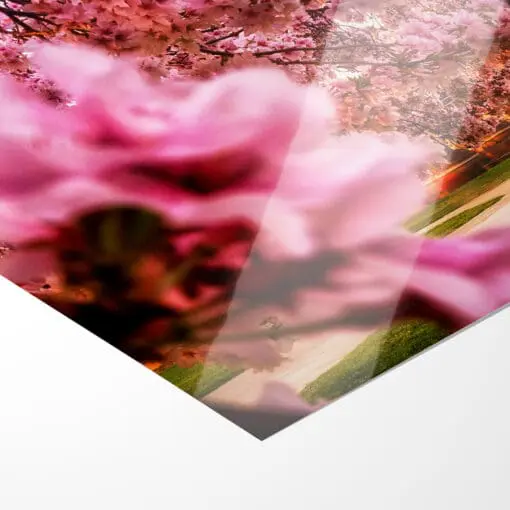 Poster (00252) Kirschblüten mit Hofkirche – Bild 4