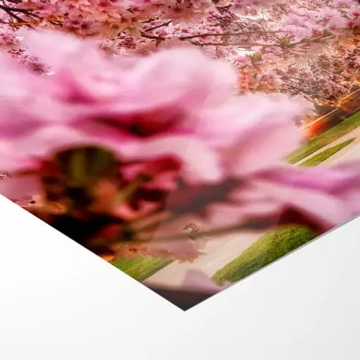Poster (00252) Kirschblüten mit Hofkirche – Bild 5