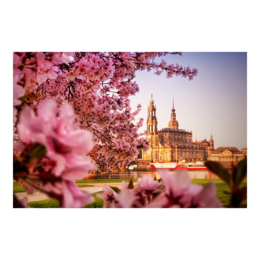 Poster (00252) Kirschblüten mit Hofkirche