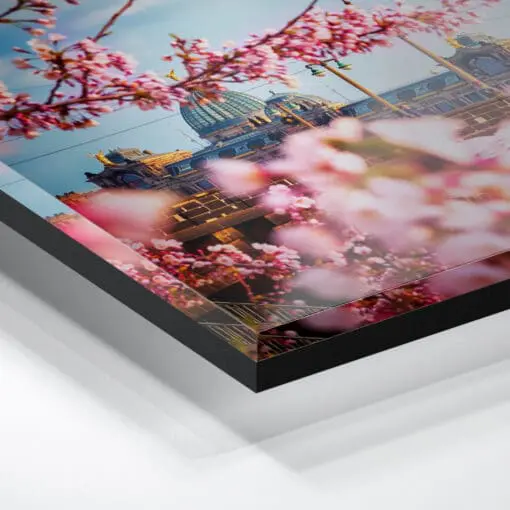Acryl Board (00275) Kirschblüten in Dresden – Bild 3