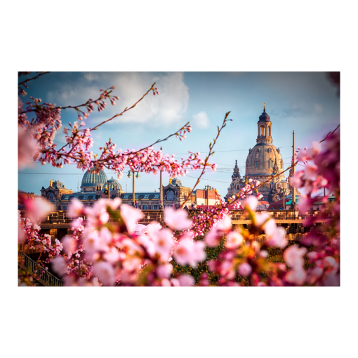 Fotoabzug (00275) Kirschblüten in Dresden
