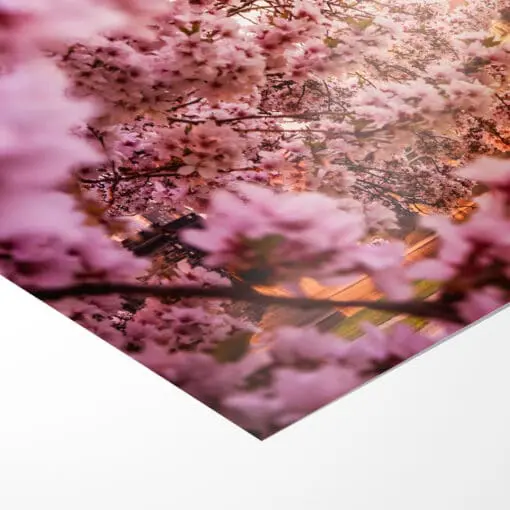 Poster (00367) Kirschblüte an der Hofkirche – Bild 3