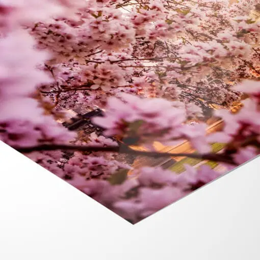 Poster (00367) Kirschblüte an der Hofkirche – Bild 5