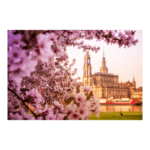 Poster (00367) Kirschblüte an der Hofkirche