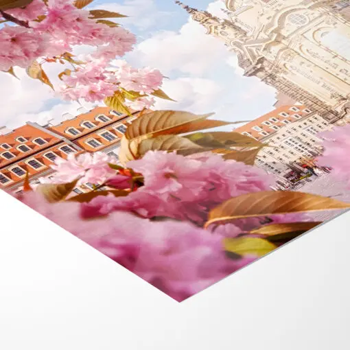 Fotoabzug (00400) Kirschblüten an der Frauenkirche – Bild 5
