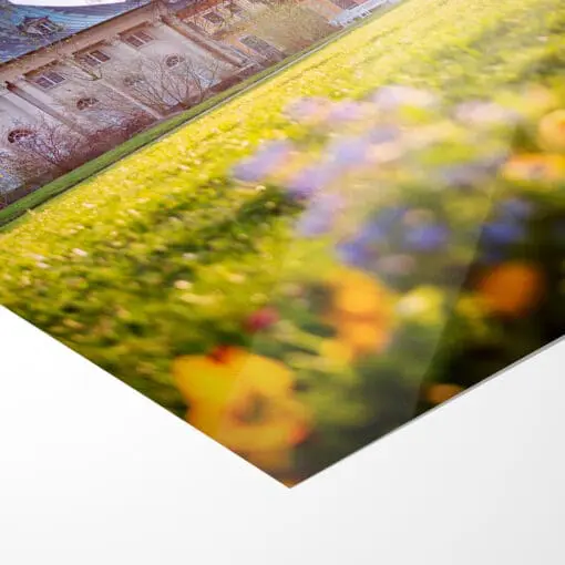 Poster (00602) Schloss Pillnitz im Frühling – Bild 5