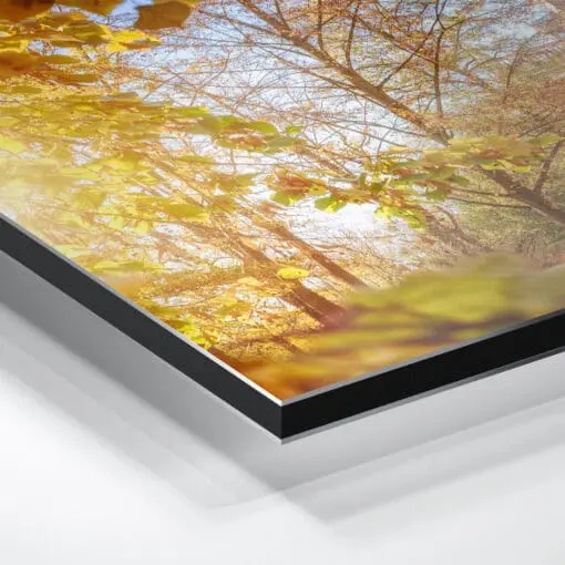 Alu-Dibond (00648) Lingner Schloss im Herbst – Bild 5