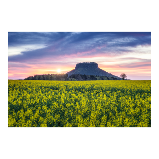 Alu-Dibond (00693) Lilienstein mit Rapsfeld