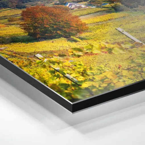 Alu-Dibond (00745) Weinbergkirche im Herbst – Bild 4