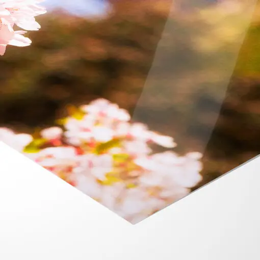 Fotoabzug (00782) Kirschblüte mit Frauenkirche – Bild 5