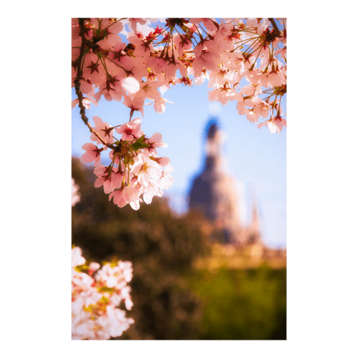 Leinwand (00782) Kirschblüte mit Frauenkirche
