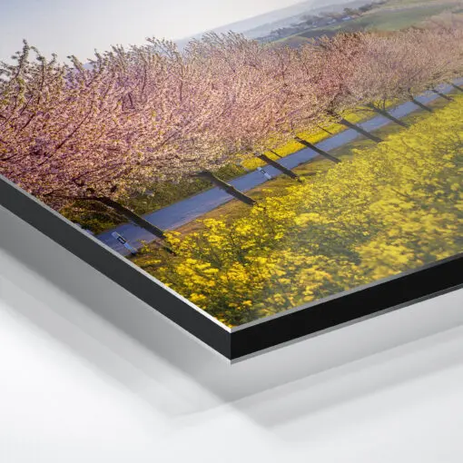 Alu-Dibond (00789) Sächsische Schweiz im Frühling – Bild 5