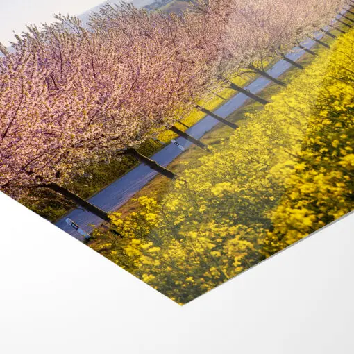Poster (00789) Sächsische Schweiz im Frühling – Bild 5