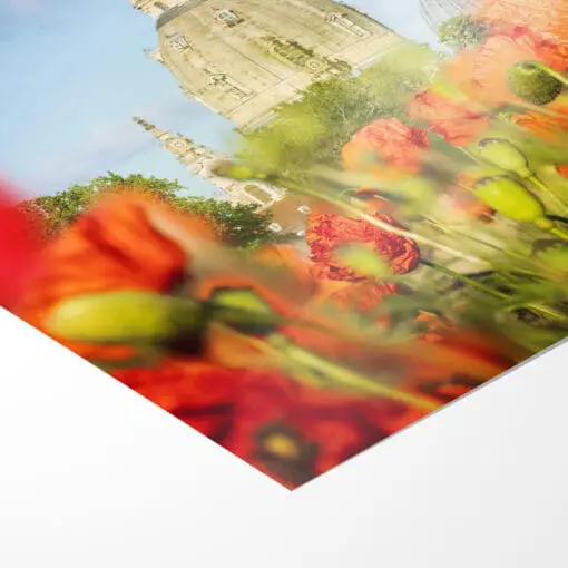 Poster (00802) Mohn mit Frauenkirche – Bild 3