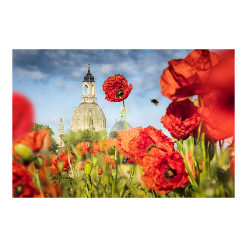 Alu-Dibond (00802) Mohn mit Frauenkirche