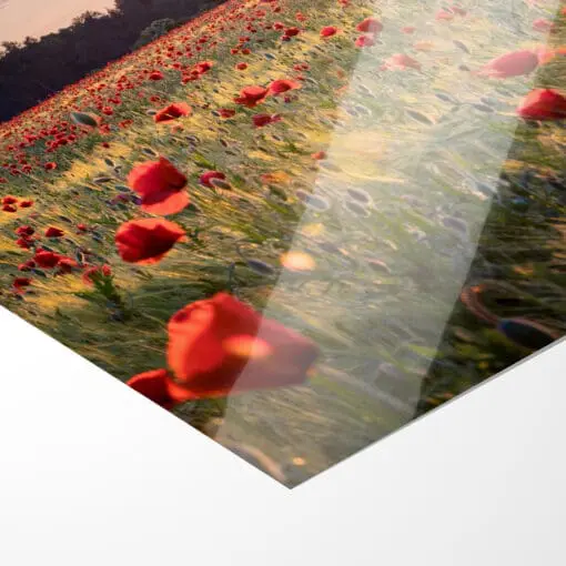 Poster (00806) Mohnfeld zum Sonnenuntergang – Bild 2