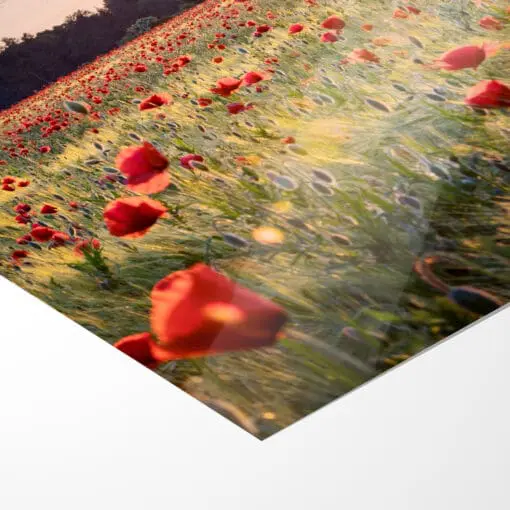 Poster (00806) Mohnfeld zum Sonnenuntergang – Bild 5