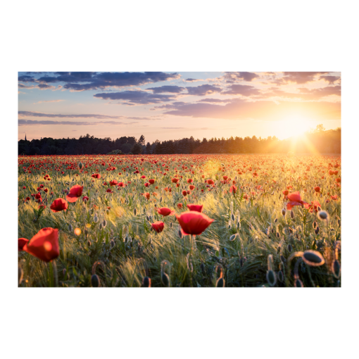 Poster (00806) Mohnfeld zum Sonnenuntergang