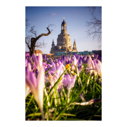 Acryl Board (00907) Krokusse mit Frauenkirche