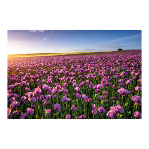 Alu-Dibond (00955) Mohnfeld zum Sonnenaufgang