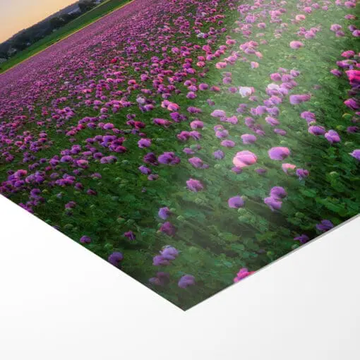 Poster (00956) Mohnfeld zum Sonnenuntergang – Bild 3