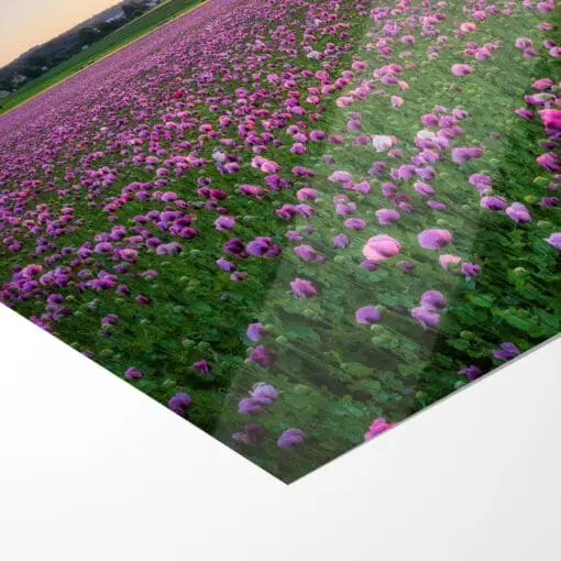 Poster (00956) Mohnfeld zum Sonnenuntergang – Bild 5