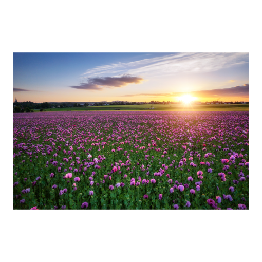 Poster (00956) Mohnfeld zum Sonnenuntergang