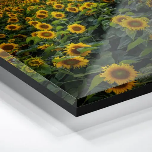Acryl Board (00974) Sonnenblumenfeld am Abend – Bild 3