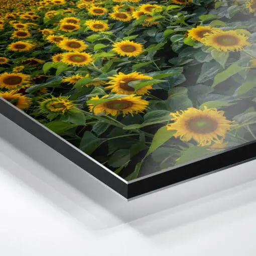 Alu-Dibond (00974) Sonnenblumenfeld am Abend – Bild 2