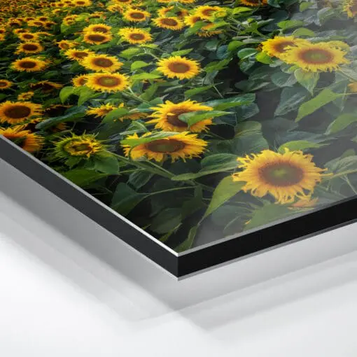 Alu-Dibond (00974) Sonnenblumenfeld am Abend – Bild 4