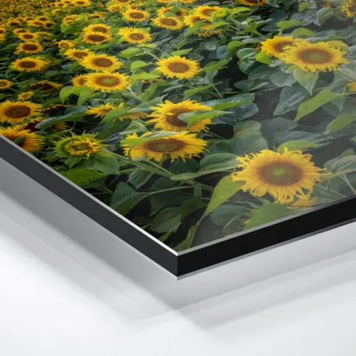 Alu-Dibond (00974) Sonnenblumenfeld am Abend – Bild 5