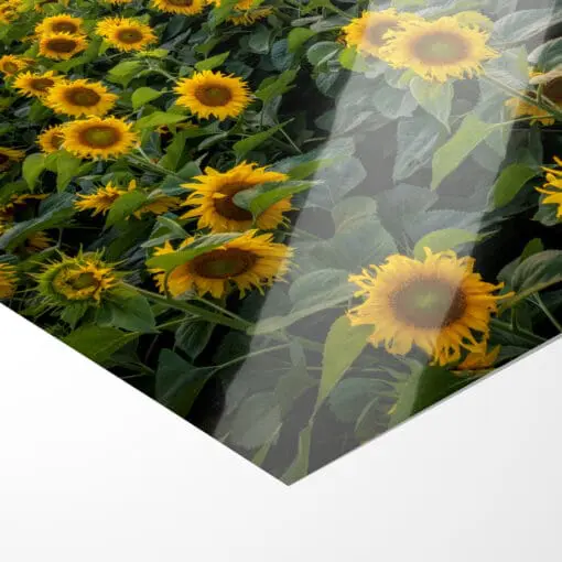 Fotoabzug (00974) Sonnenblumenfeld am Abend – Bild 2