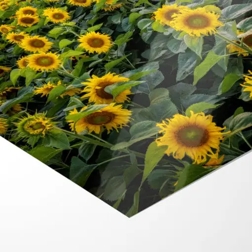 Fotoabzug (00974) Sonnenblumenfeld am Abend – Bild 5