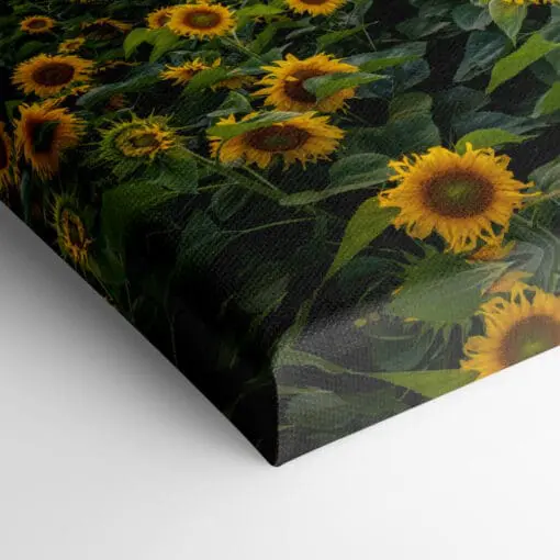 Leinwand (00974) Sonnenblumenfeld am Abend – Bild 3