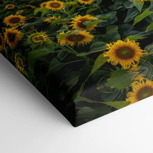 Leinwand (00974) Sonnenblumenfeld am Abend – Bild 4