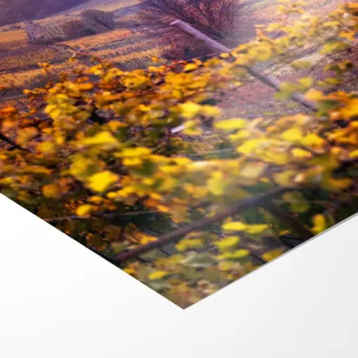 Poster (01019) Weinbergkirche im Herbst – Bild 3