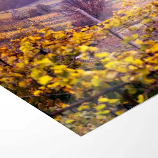 Poster (01019) Weinbergkirche im Herbst – Bild 5