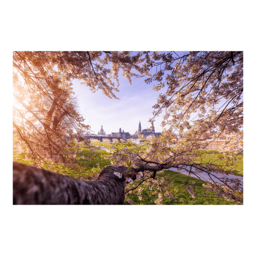 Leinwand (01049) Dresden im Frühling