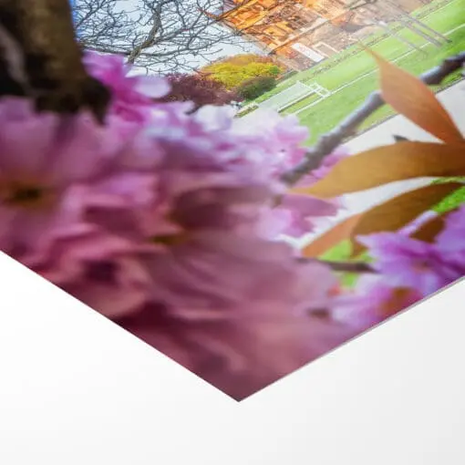 Fotoabzug (01057) Frühling am Palais – Bild 3