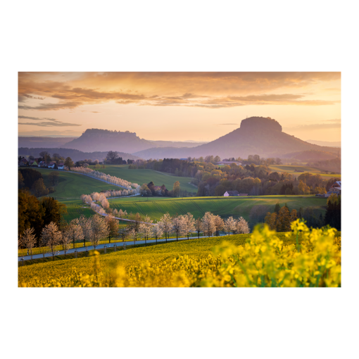 Leinwand (01060) Lilienstein im Frühling