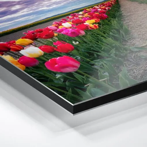 Alu-Dibond (01064) Tulpenfeld am Abend – Bild 2